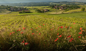 Jazz article: Hooray for Beaujolais!