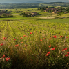 Read "Hooray for Beaujolais!" reviewed by Matt Penman