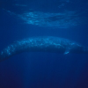 Blue Whale