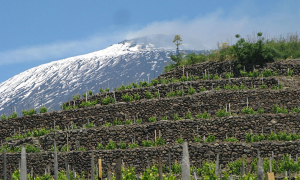 Jazz article: Red Wines From Etna