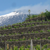 Read "Red Wines From Etna" reviewed by Matt Penman